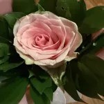 Andjela