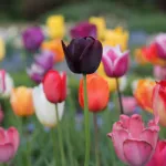 Profilna fotografija korisnika EternalSunshine