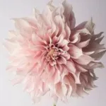 Profilna fotografija korisnika Imacita