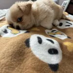 LoLa-