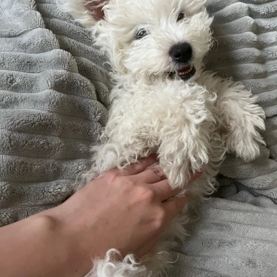 Miko_