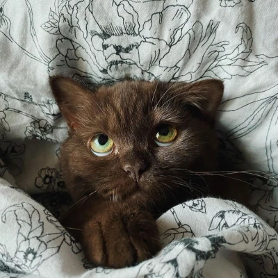 MilaV