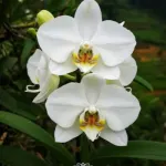Orchid