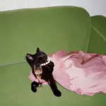 Profilna fotografija korisnika Pinkla