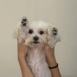 Profilna fotografija korisnika Verinoormarce