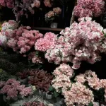 Profilna fotografija korisnika anasimovic