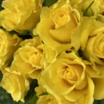 Profilna fotografija korisnika anyaapp