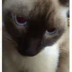 Profilna fotografija korisnika elisaab