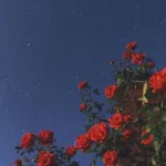 Profilna fotografija korisnika vvanja